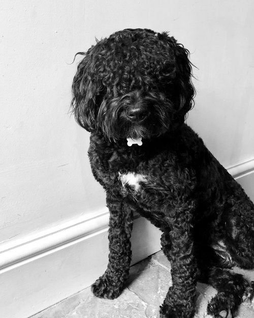 Team member | Wilma